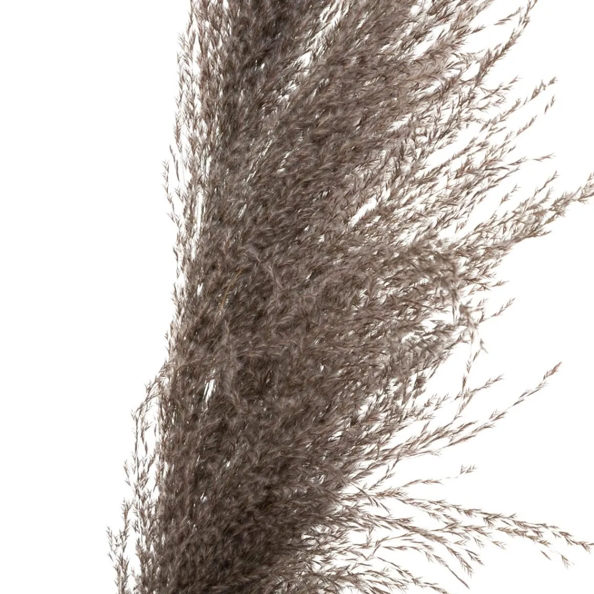 3 fleurs séchées "Pampa brune"*ATMOSPHERA Discount