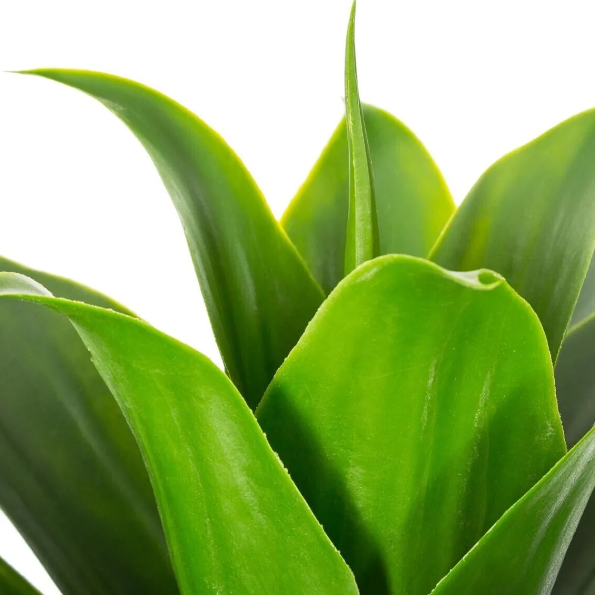 Aloe vera artificiel*ATMOSPHERA