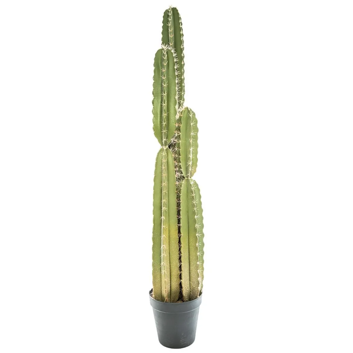 Cactus artificiel*ATMOSPHERA Best