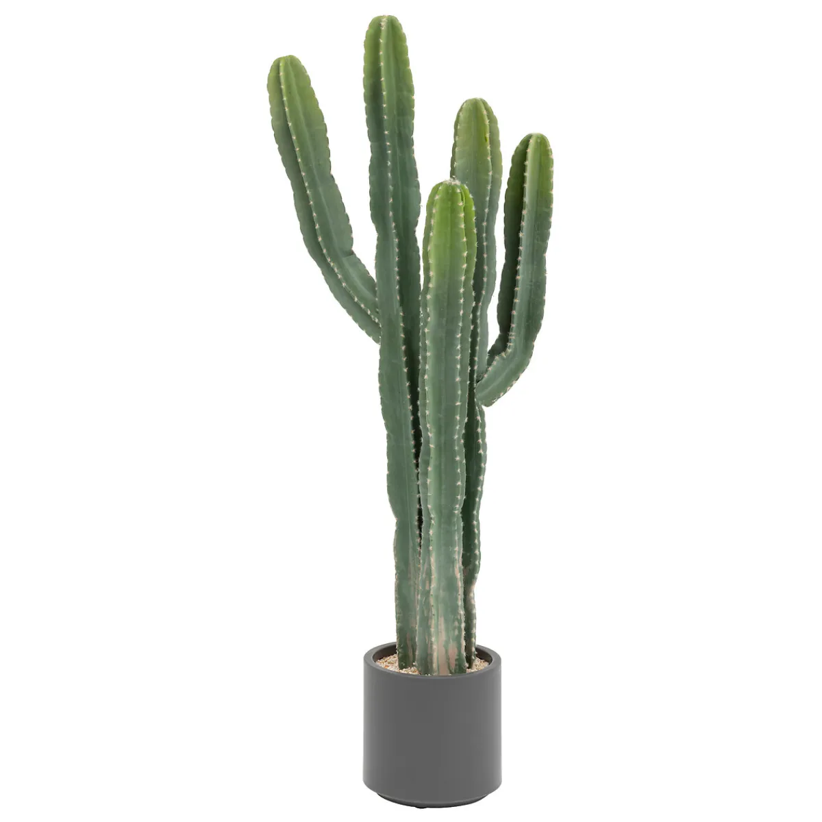 Cactus "Exotic Panama"*ATMOSPHERA Hot