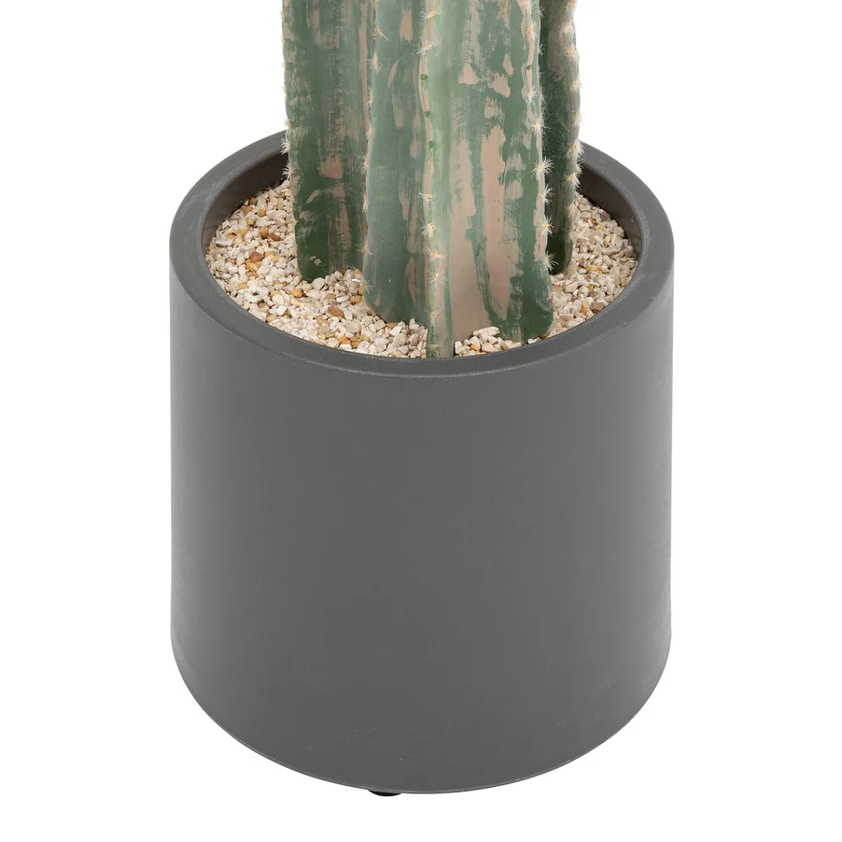 Cactus "Exotic Panama"*ATMOSPHERA Hot