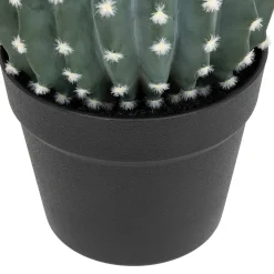 Cactus rond