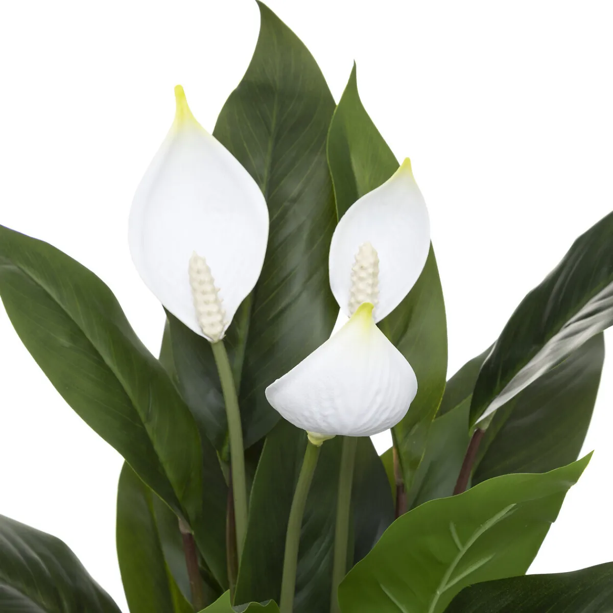 Lys artificiel*ATMOSPHERA Best