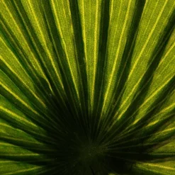 Palmier artificiel*ATMOSPHERA