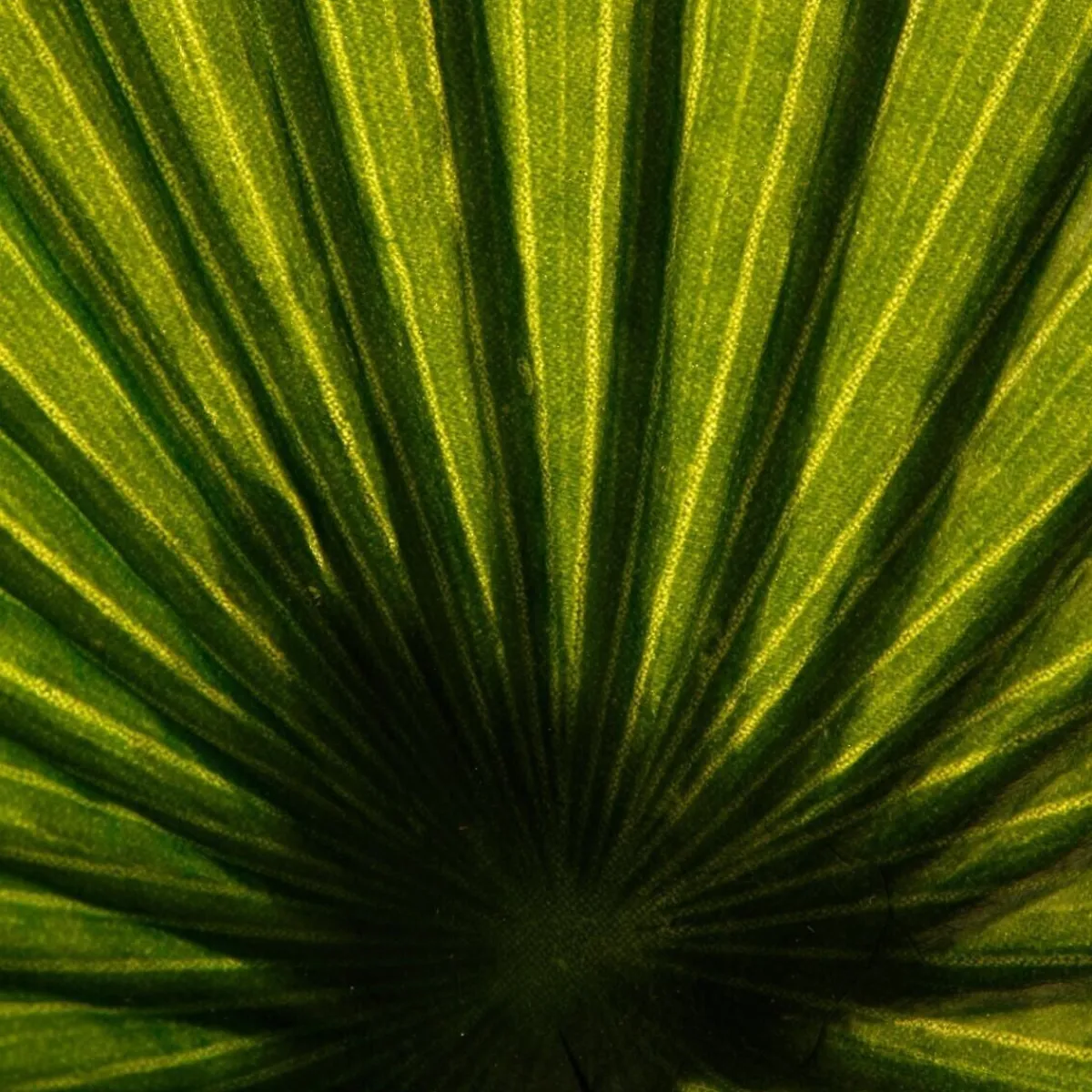 Palmier artificiel*ATMOSPHERA