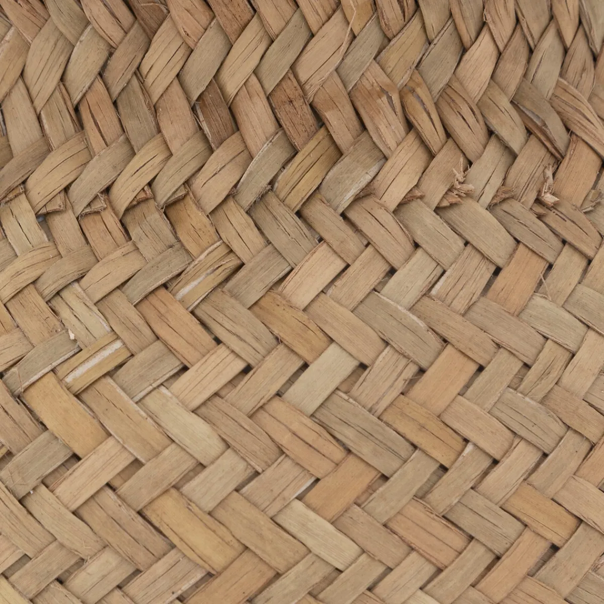 Plante artificielle*ATMOSPHERA