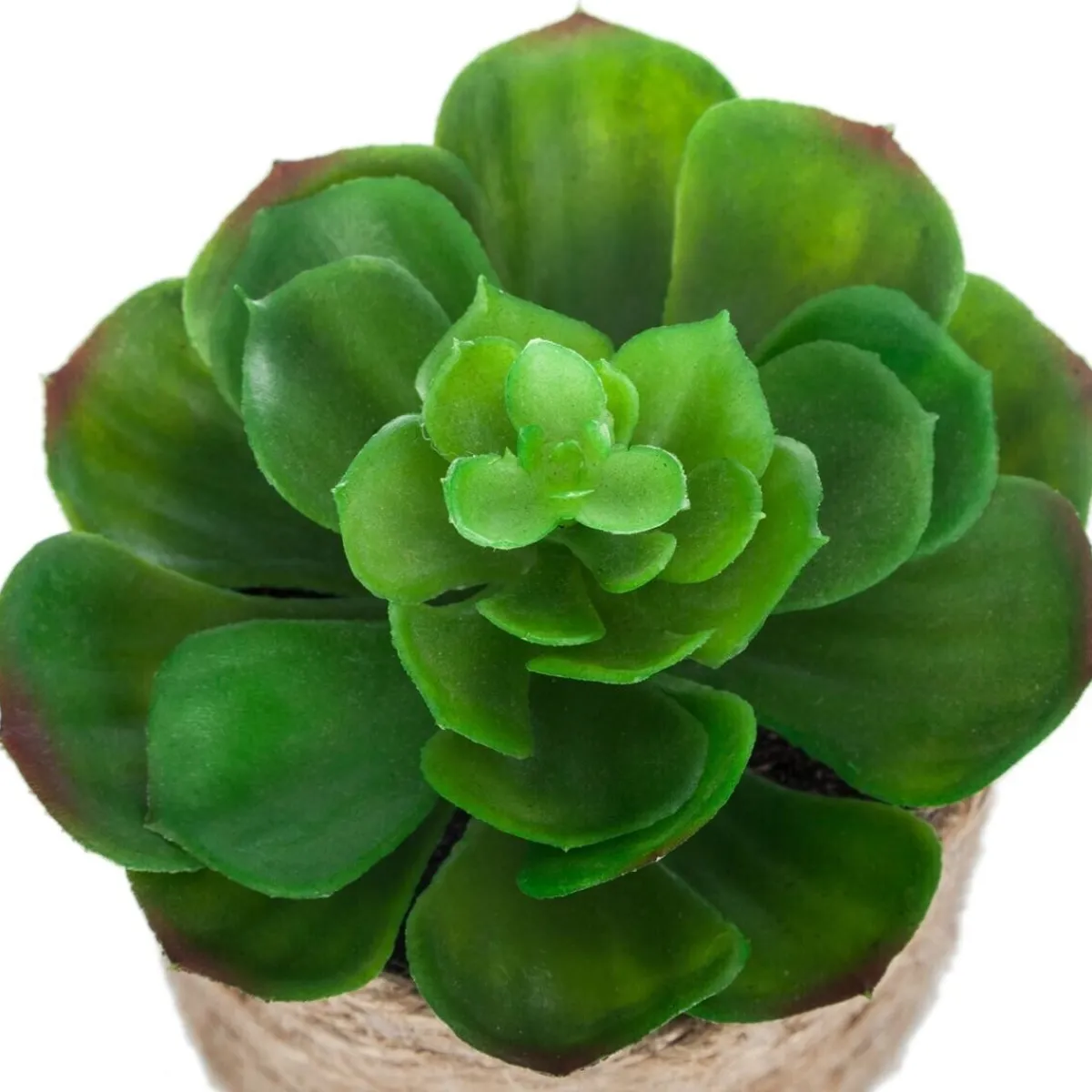 Plante artificielle*ATMOSPHERA