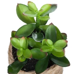 Plante artificielle*ATMOSPHERA