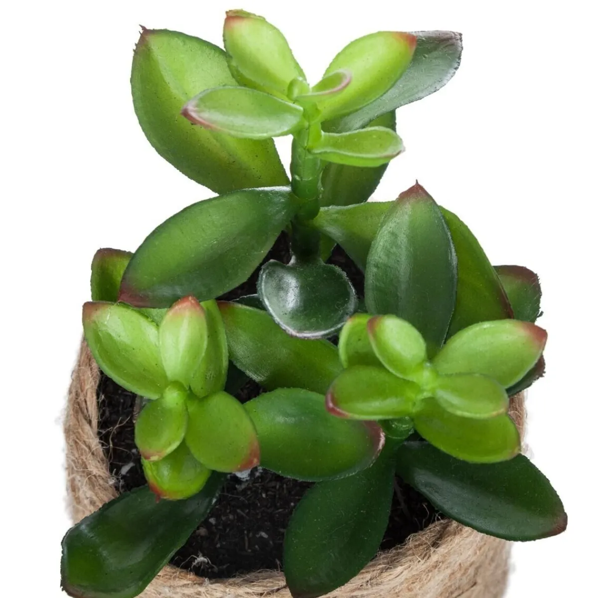 Plante artificielle*ATMOSPHERA