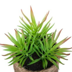 Plante artificielle*ATMOSPHERA