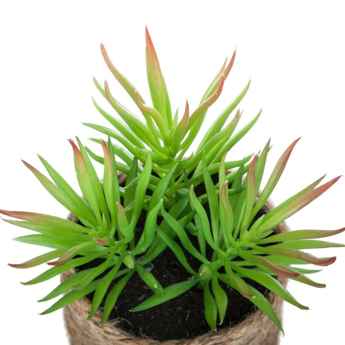 Plante artificielle*ATMOSPHERA