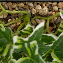 Plante artificielle suspendue