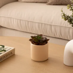 Plante grasse artificielle