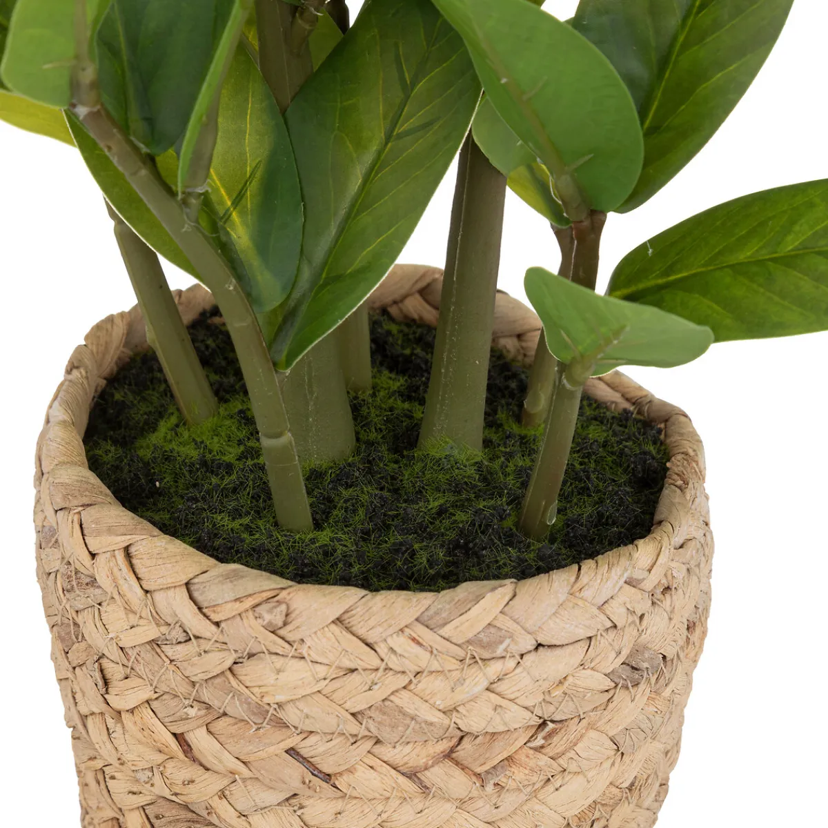 Zamio artificiel*ATMOSPHERA New